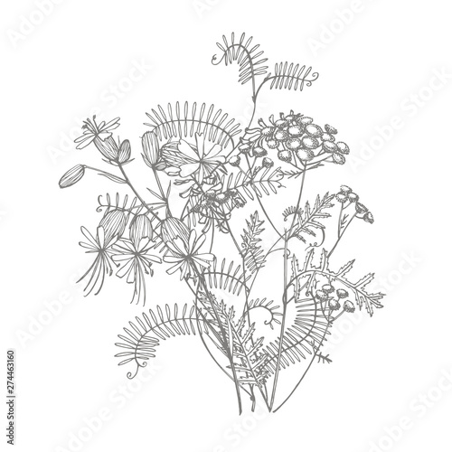 Branch of wild plant Vicia cracca. Tufted Vetch or Vicia cracca, vintage engraved illustration. Bouquet of hand drawn flowers and herbs. Botanical plant illustration.