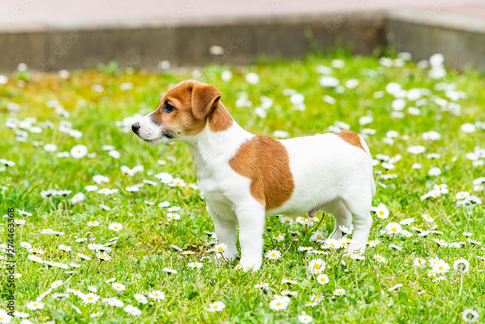 jack russel on meadow jack russel on meadow