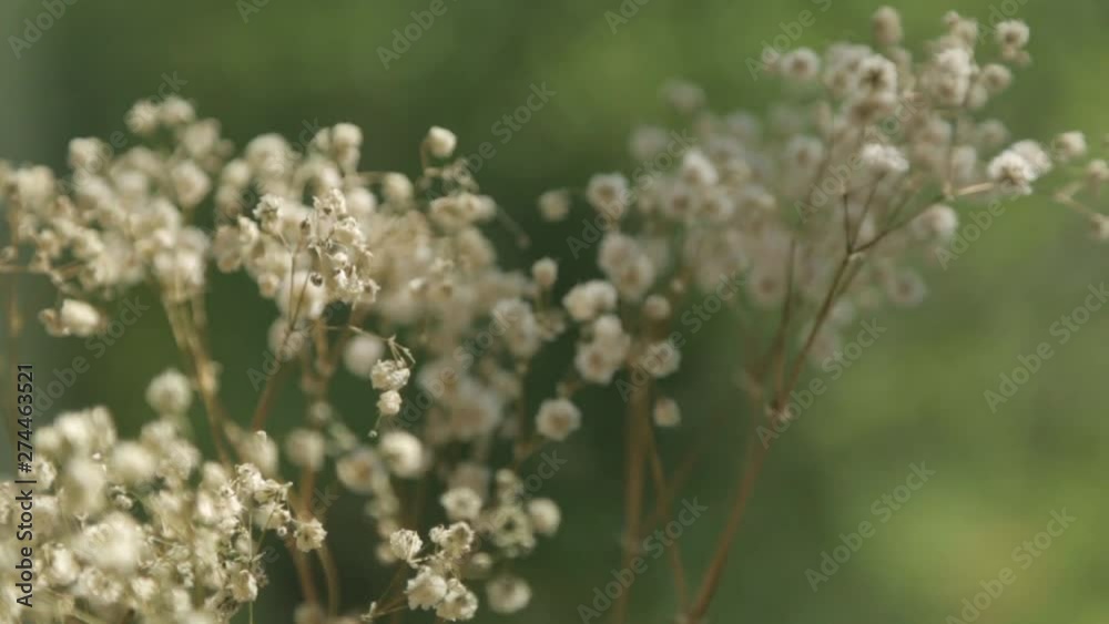 Baby's breath in macro photography. Summer small flowers on the window. Baby's breath in macro photography. Summer small flowers on the window.