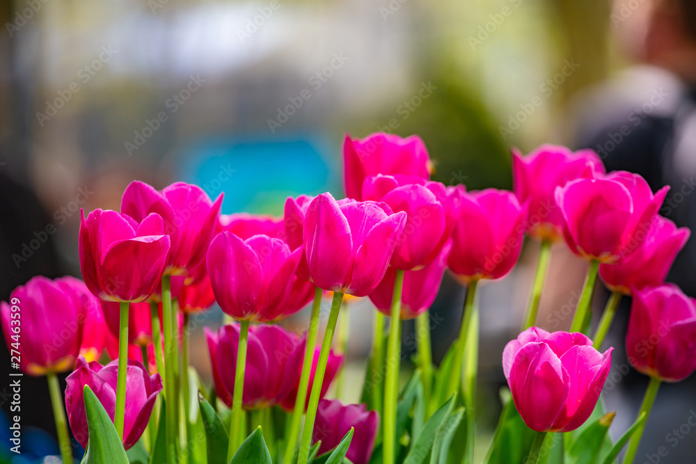 Red tulips on blur background, sunny spring day Red tulips on blur background, sunny spring day