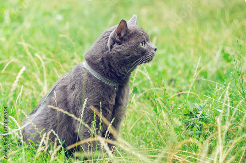 Portrait of a gray cat in the grass