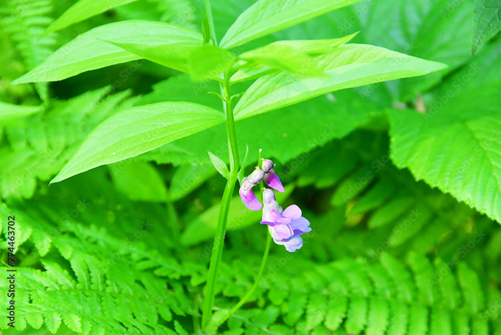 Russia, Vladivostok, flora of the island of Shkot. Spring vetch (Lathyrus vernus) Russia, Vladivostok, flora of the island of Shkot. Spring vetch (Lathyrus vernus)