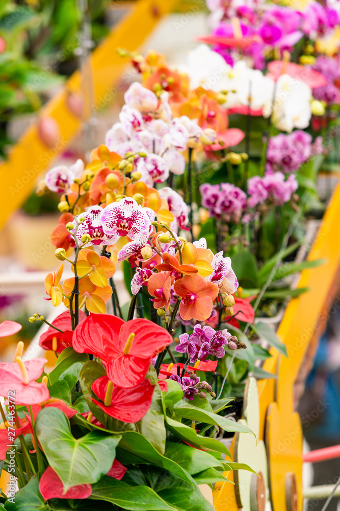 beautiful plant orchid flower. beautiful flowers beautiful plant orchid flower. beautiful flowers
