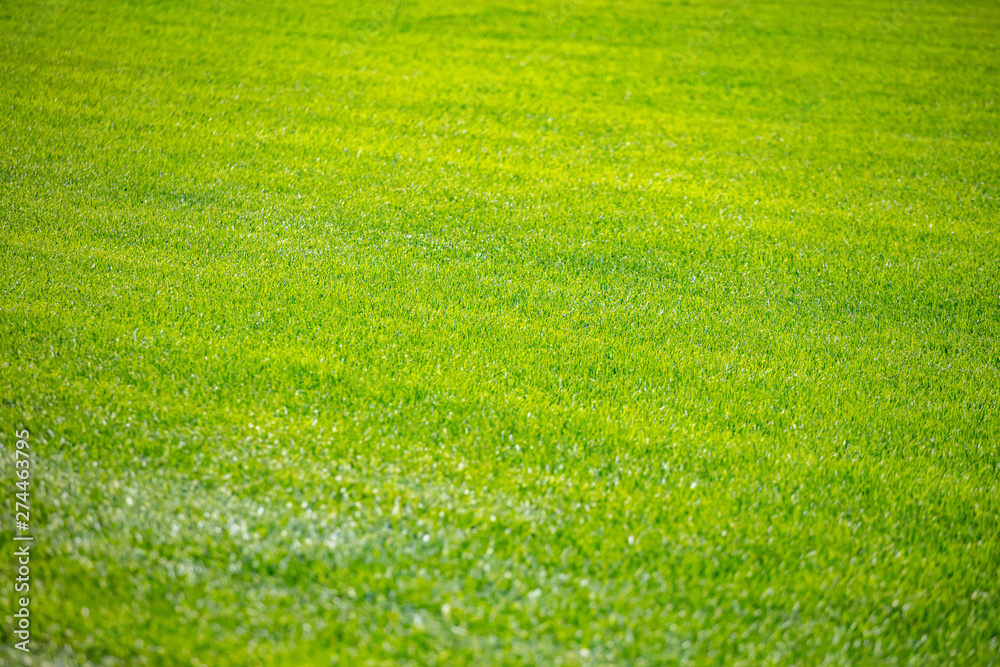 Green grass background, texture, sunny spring day.