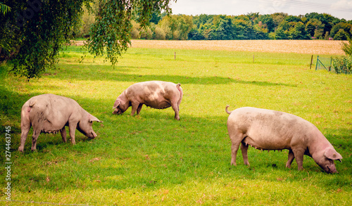 pig  standing on a grass lawn. © EwaStudio