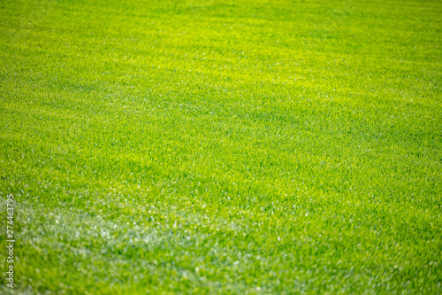 Green grass background, texture, sunny spring day.