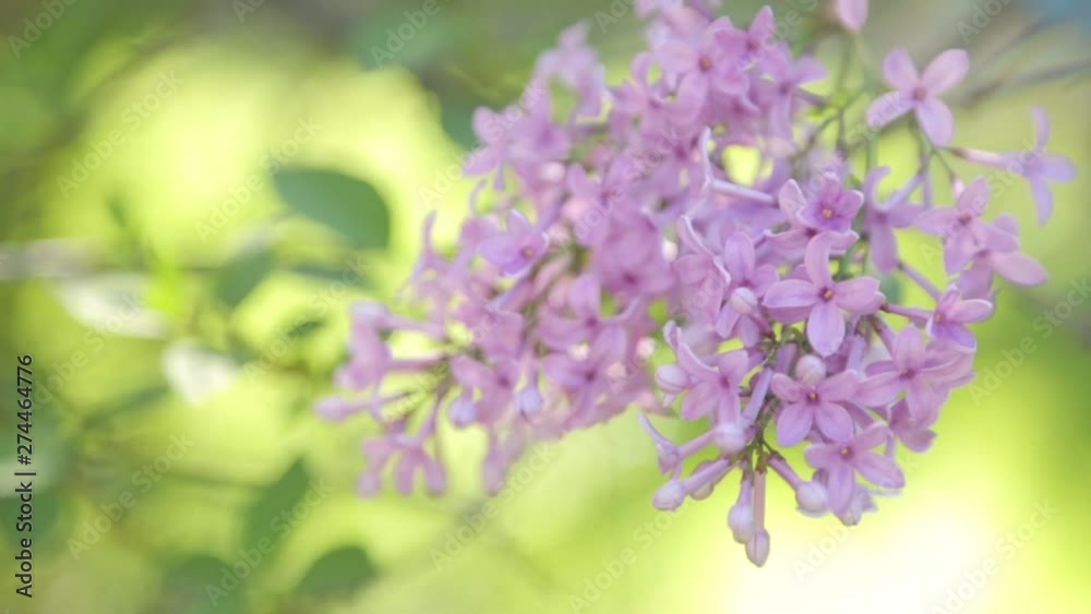 Abstract background with natural motifs. Blooming lilac in the spring in the Park. Abstract background with natural motifs. Blooming lilac in the spring in the Park.