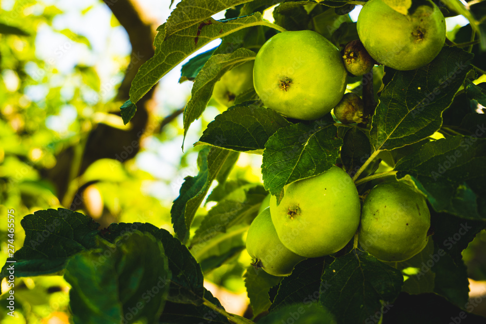 Green apples growing on a tree Green apples growing on a tree
