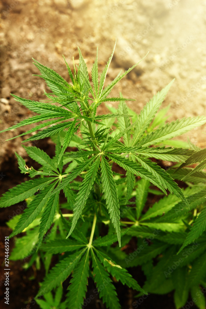 Marijuana leaves. Bush cannabis on blurred background. Marihuana plants close up. Marijuana leaves. Bush cannabis on blurred background. Marihuana plants close up.