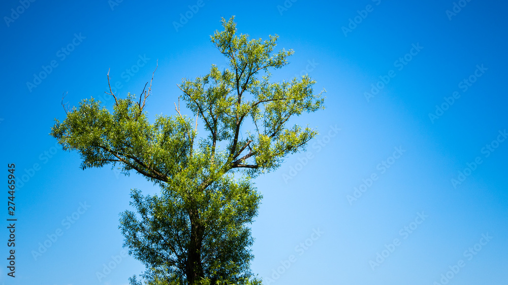 Alone tree on field with Blue clear Sky Alone tree on field with Blue clear Sky