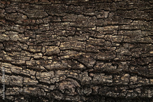 Bark texture background pattern crack old brown for design. Rough texture of natural wood