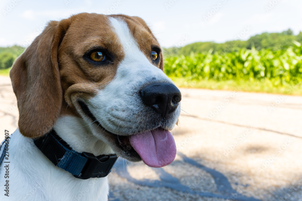 Beagle dog on rural asphalt road