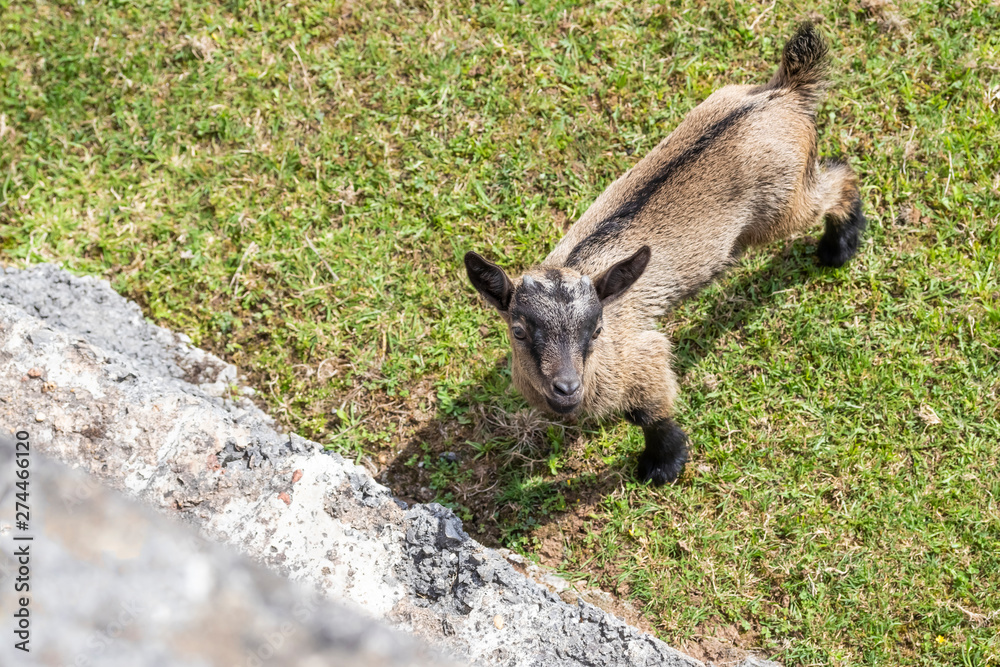 Brown goat raised his head up standing on the green grass Brown goat raised his head up standing on the green grass