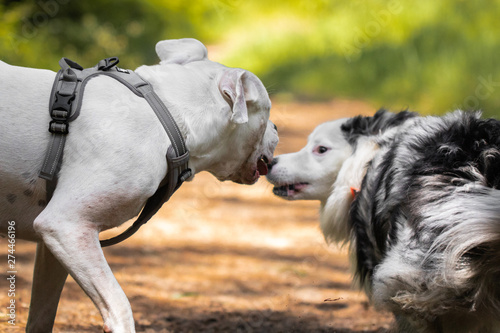 Canvastavla great encounter with australian shepherd and happy american bulldog in forest, f