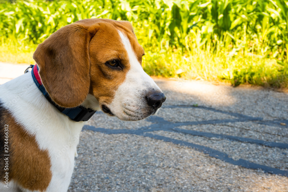 Beagle dog on rural asphalt road