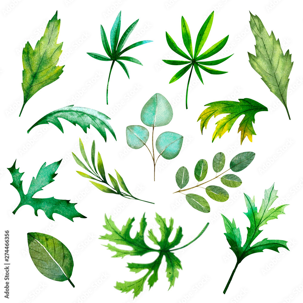Fototapeta premium Set of hand-drawn beautiful watercolor leaves. Collection of fresh green foliage for your eco-design.