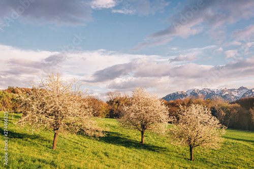 Landscape of blooming trees in swiss Alps,sunny weather © annanahabed