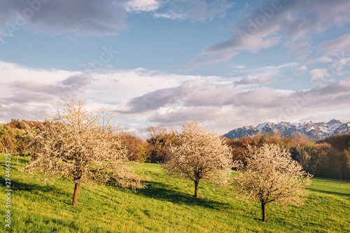 Landscape of blooming trees in swiss Alps,sunny weather