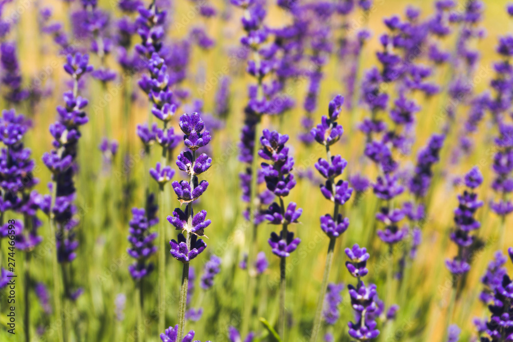 Obraz premium Flowers in the lavender fields in summer day