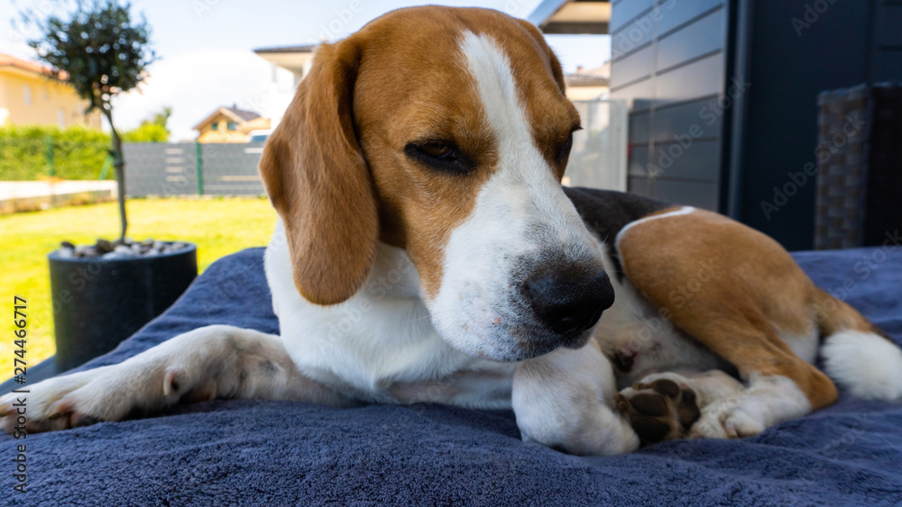 Sad beagle dog lying on a couch outdoors.