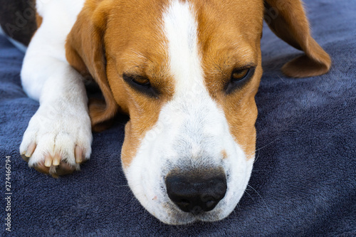 Sad beagle dog lying on a couch outdoors.