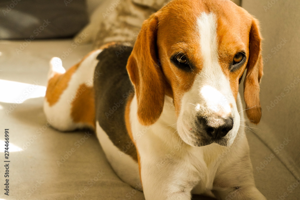 Beagle dog lying down on a couch.