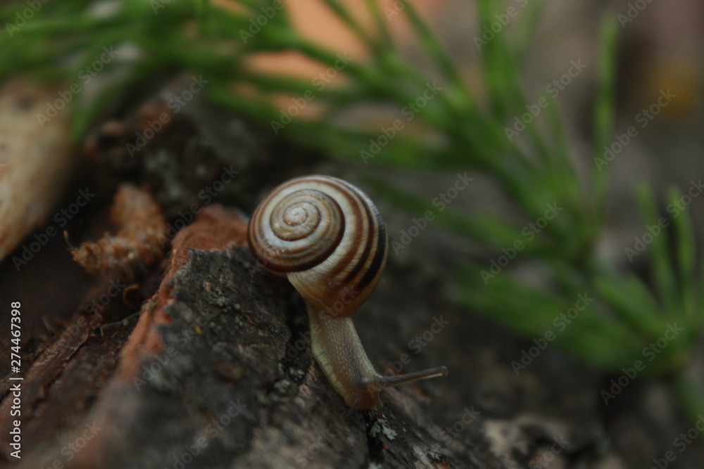 snail on a leaf