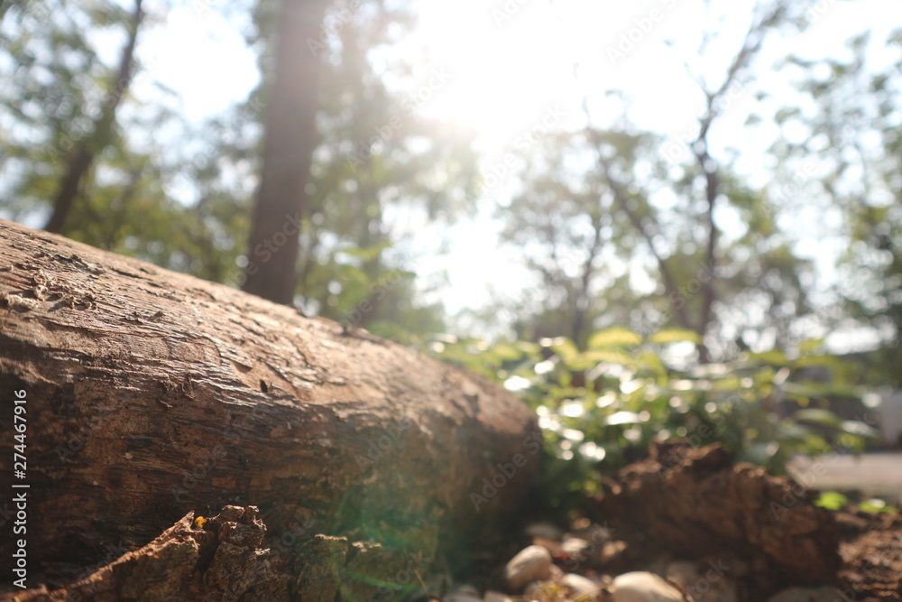 Obraz premium tree in the forest