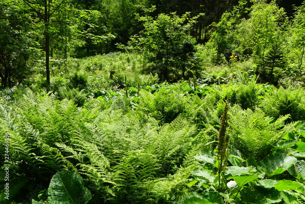 Obraz premium Farne im Wald