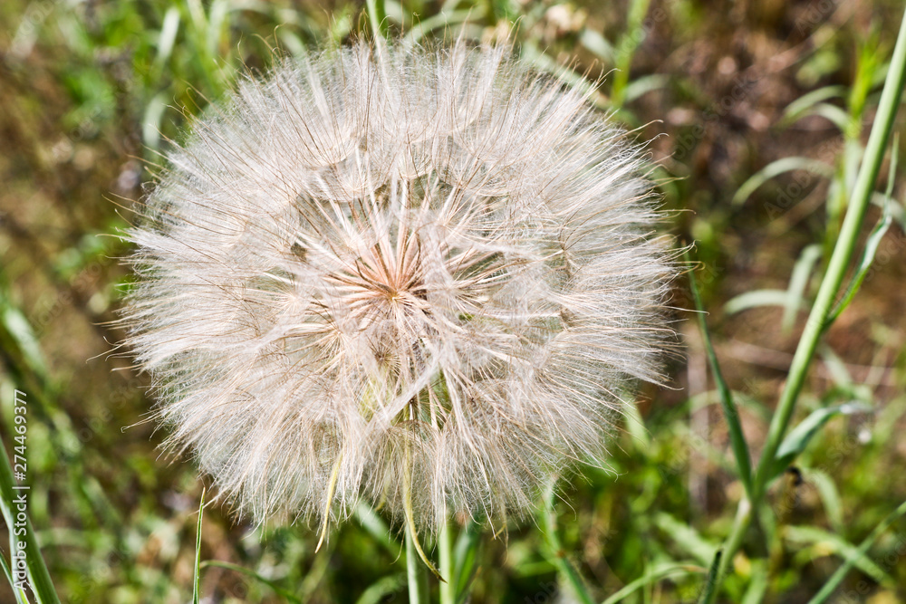 Flower similar to a dandelion - meadow Salsify (common names Jack-in bed-at-noon, meadow salsify, showy goat's-beard or meadow goat's-beard). Tragopogon pratensis Flower similar to a dandelion - meadow Salsify (common names Jack-in bed-at-noon, meadow salsify, showy goat's-beard or meadow goat's-beard). Tragopogon pratensis