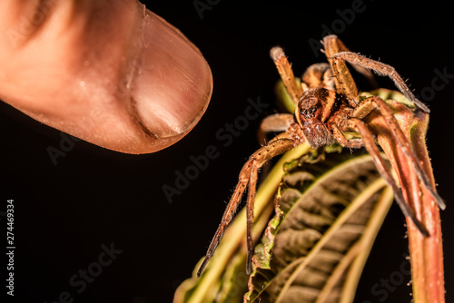 A brown spider sits on a brown leaf of a plant on a black background while a man pokes at it with his finger. photo