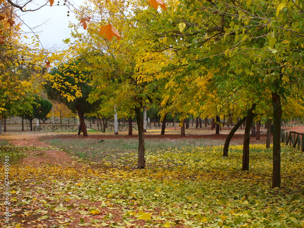 Fototapeta premium Otoño en el parque