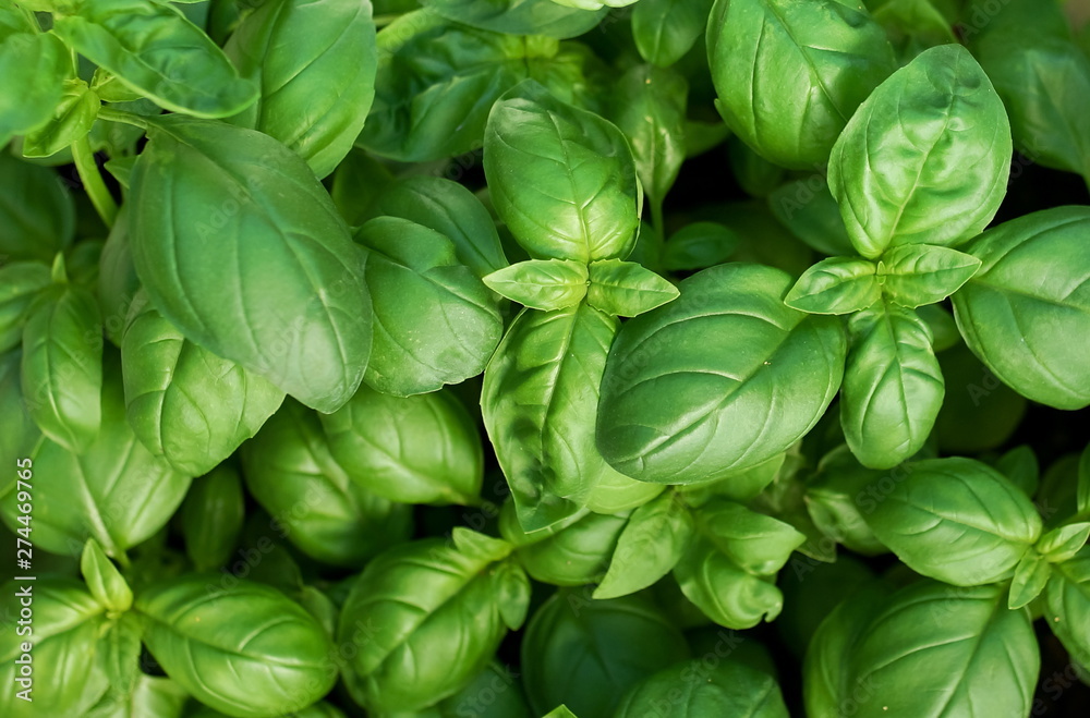 Fresh green basil leaves close up full frame background overhead Fresh green basil leaves close up full frame background overhead