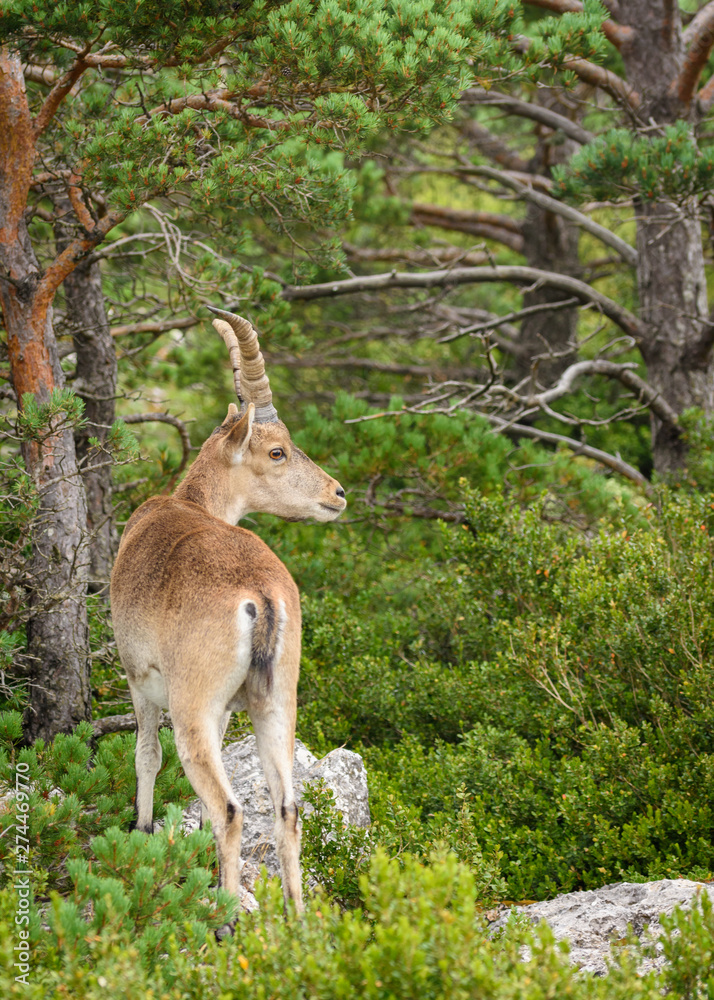 Obraz premium Spanish Ibex capra pyrenaica