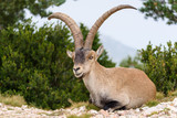 Spanish Ibex capra pyrenaica