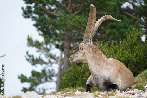 Spanish Ibex capra pyrenaica