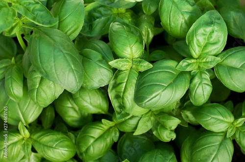 Fresh green basil leaves close up full frame background overhead