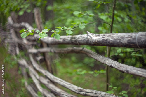 A branch of a tree with green leaves on a blurred background of an old rustic log fence with crooked poles.