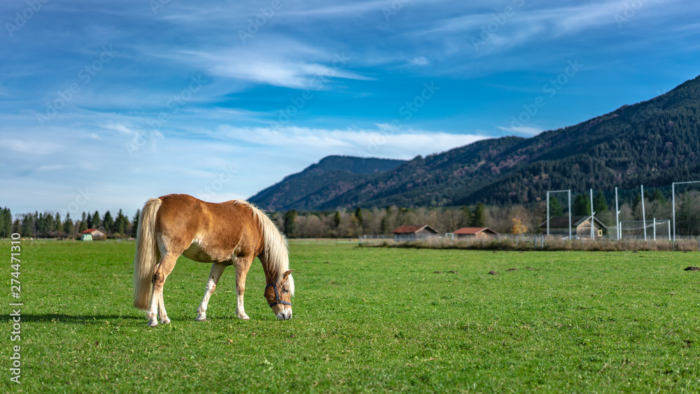 Healthy Horse In Lush Green Pasture 
