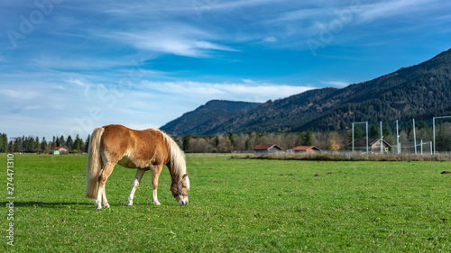 Healthy Horse In Lush Green Pasture  © Aris Suwanmalee