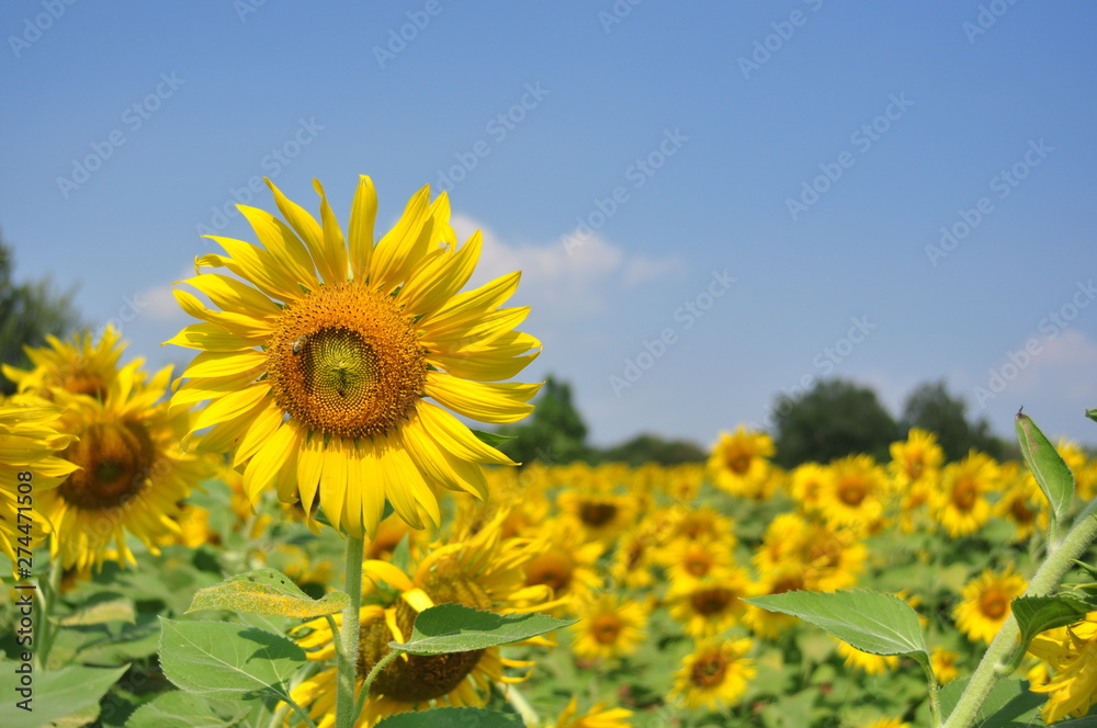 field of sunflowers