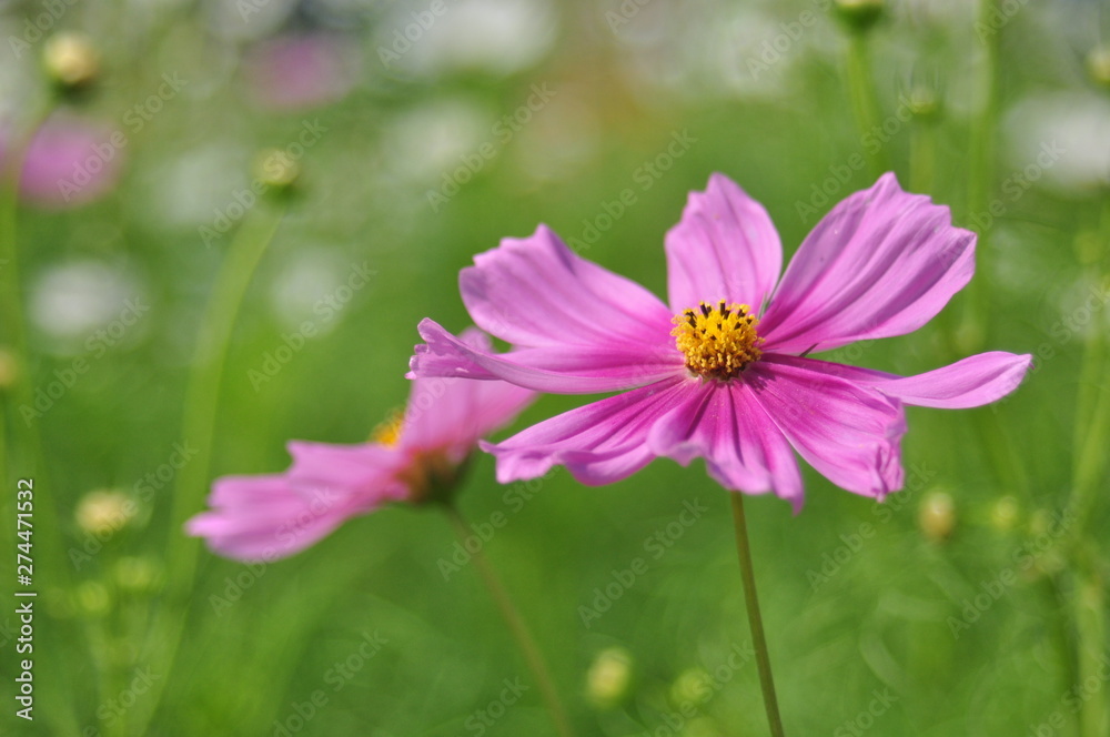 pink flower in the garden pink flower in the garden