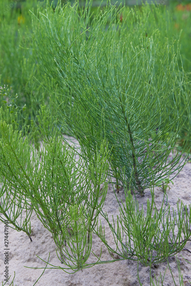 Obraz premium Equisetum arvense, the field horsetail or common horsetail - herbal plant. Horsetail. Equisetum. Snake grass. 