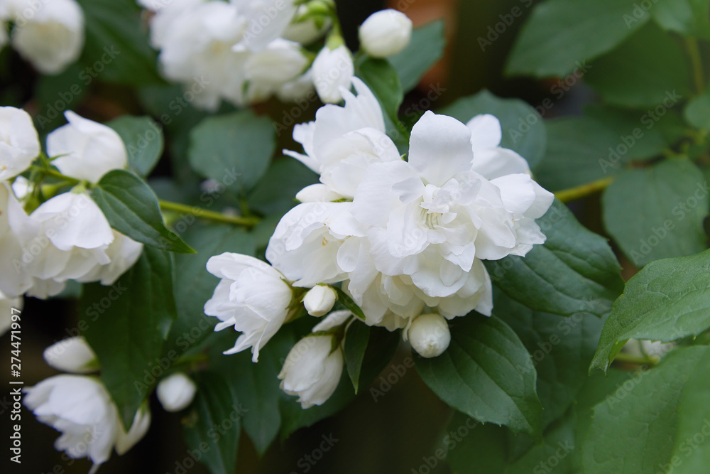 Image of Blooming cultivar hybrid mock-orange (Philadelphus virginalis 'Snowbelle') in the summer garden