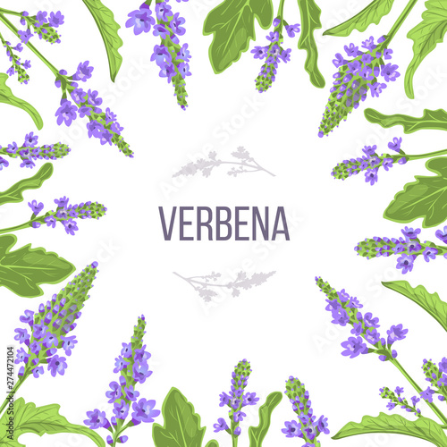 Verbena flowers and leaves card template with copy space. branch boxing. Verbenaceae medicinal herb