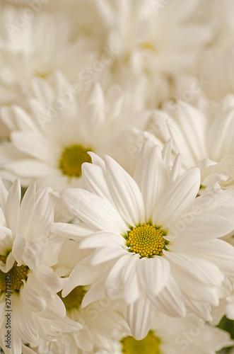 daisies on white background