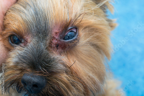 yorkshire terrier dog breed with fungal infection, malassezia, around the eyes
