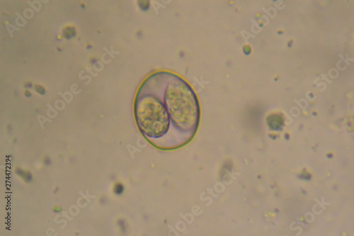 Sporulated oocyst of Eimeria/Isospora isolated from infected samples of a Labrador retriever puppy photo