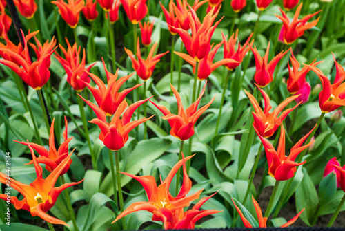 Colorful tulips in the spring in the garden