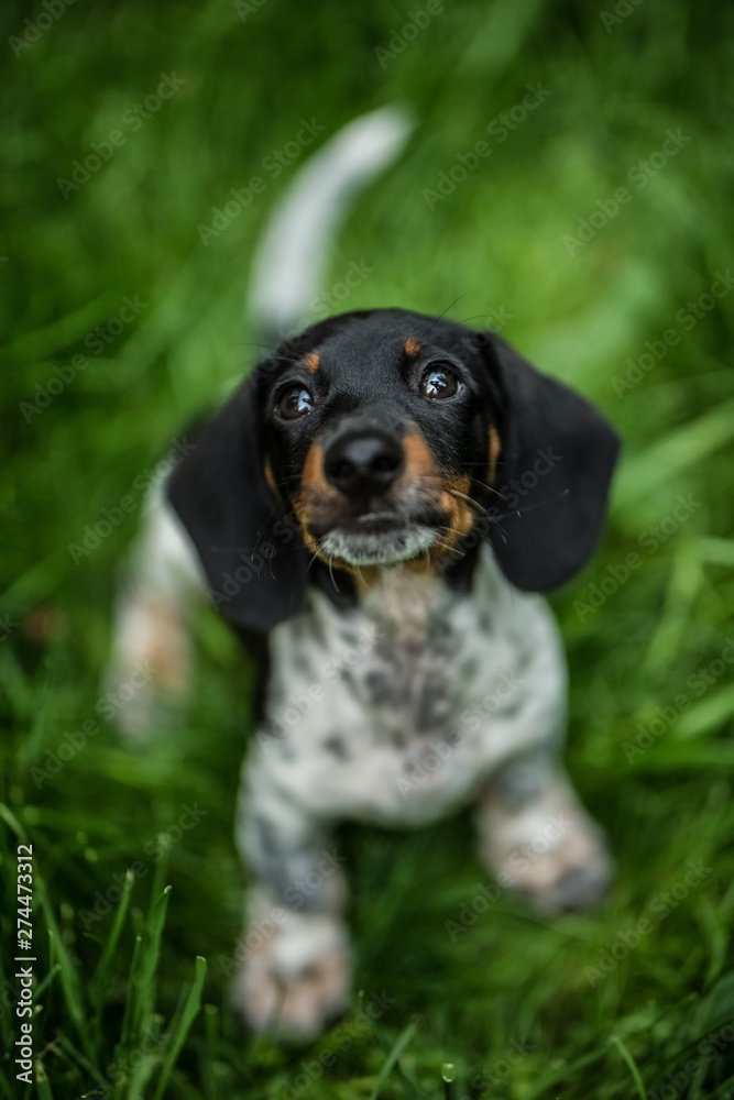 Miniature piebald dachshund in a meadow